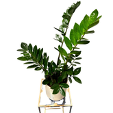 ZZ Plant – Zamioculcas zamiifolia în ghiveci ceramic H100